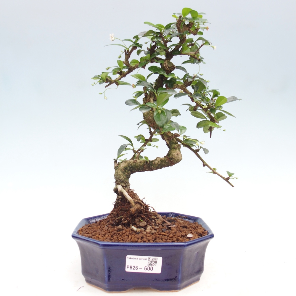 Zimmer-Bonsai - Carmona macrophylla - Tee-Fuki