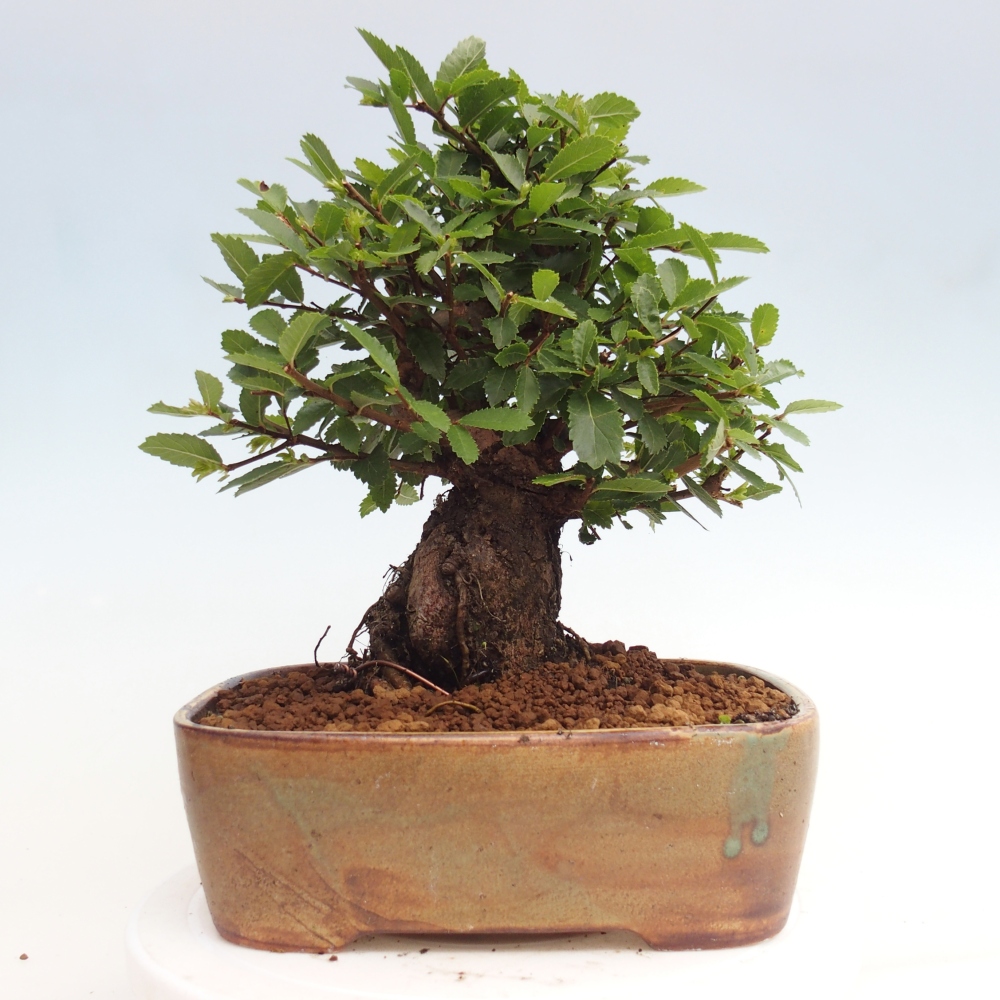 Bonsai für draußen - Zelkova - Zelkova NIRE