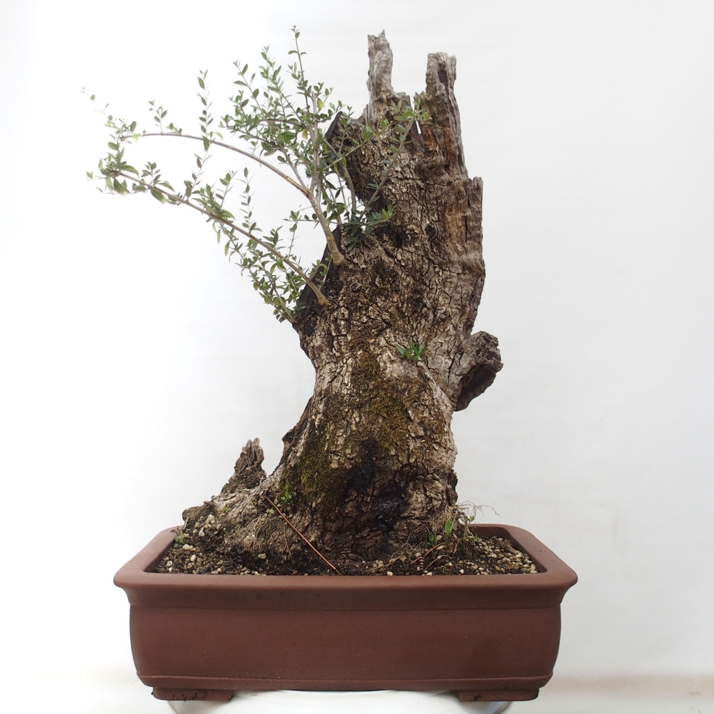 Zimmerbonsai - Olea europaea sylvestris