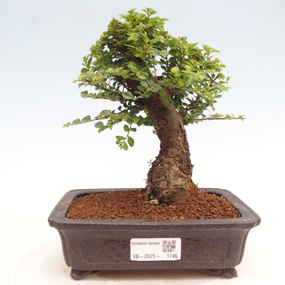 Bonsai für draußen - Ulmus parvifolia Hokkaido - Chinesische Ulme