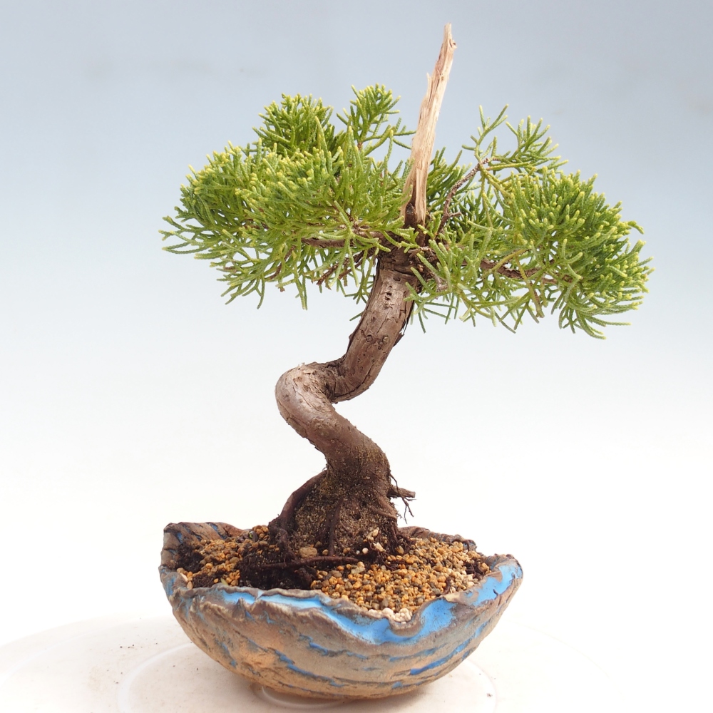 Bonsai für draußen - Juniperus chinensis Kishu
