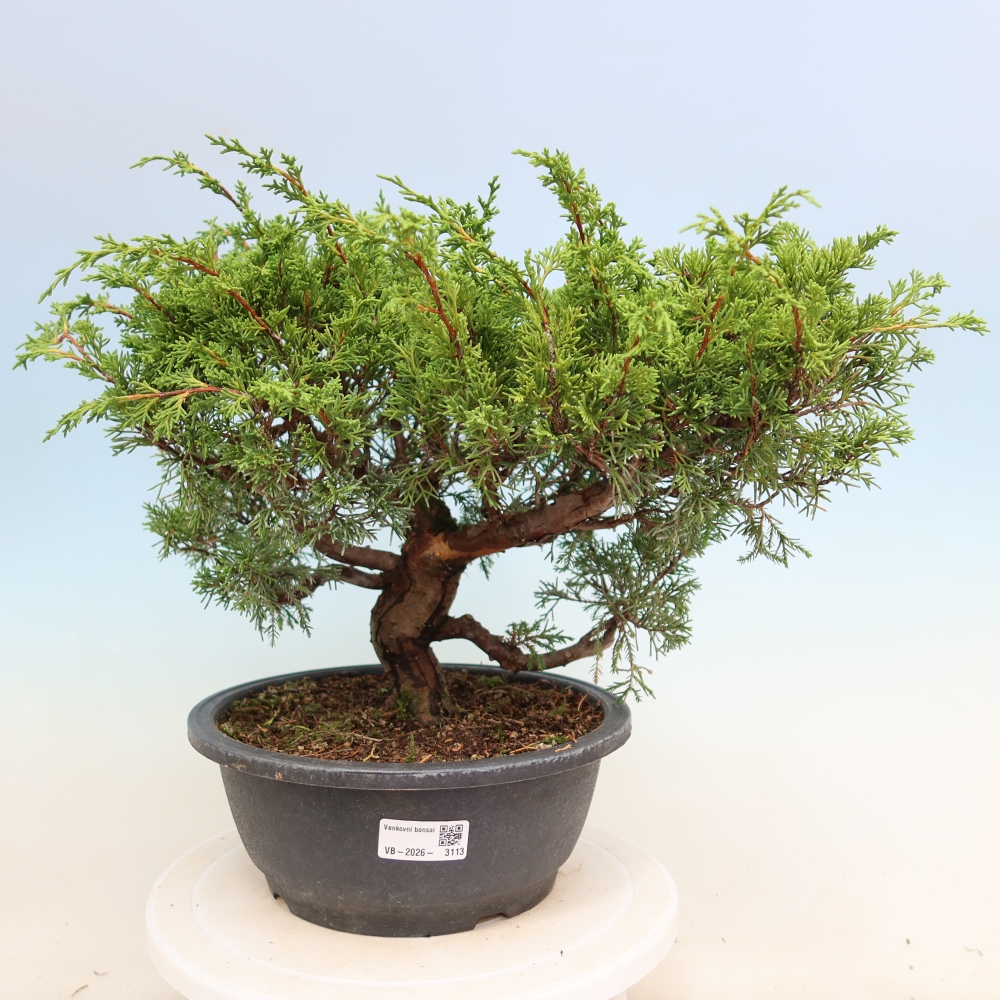 Bonsai für draußen - Juniperus chinensis Itoigawa-Juniperus chinensis