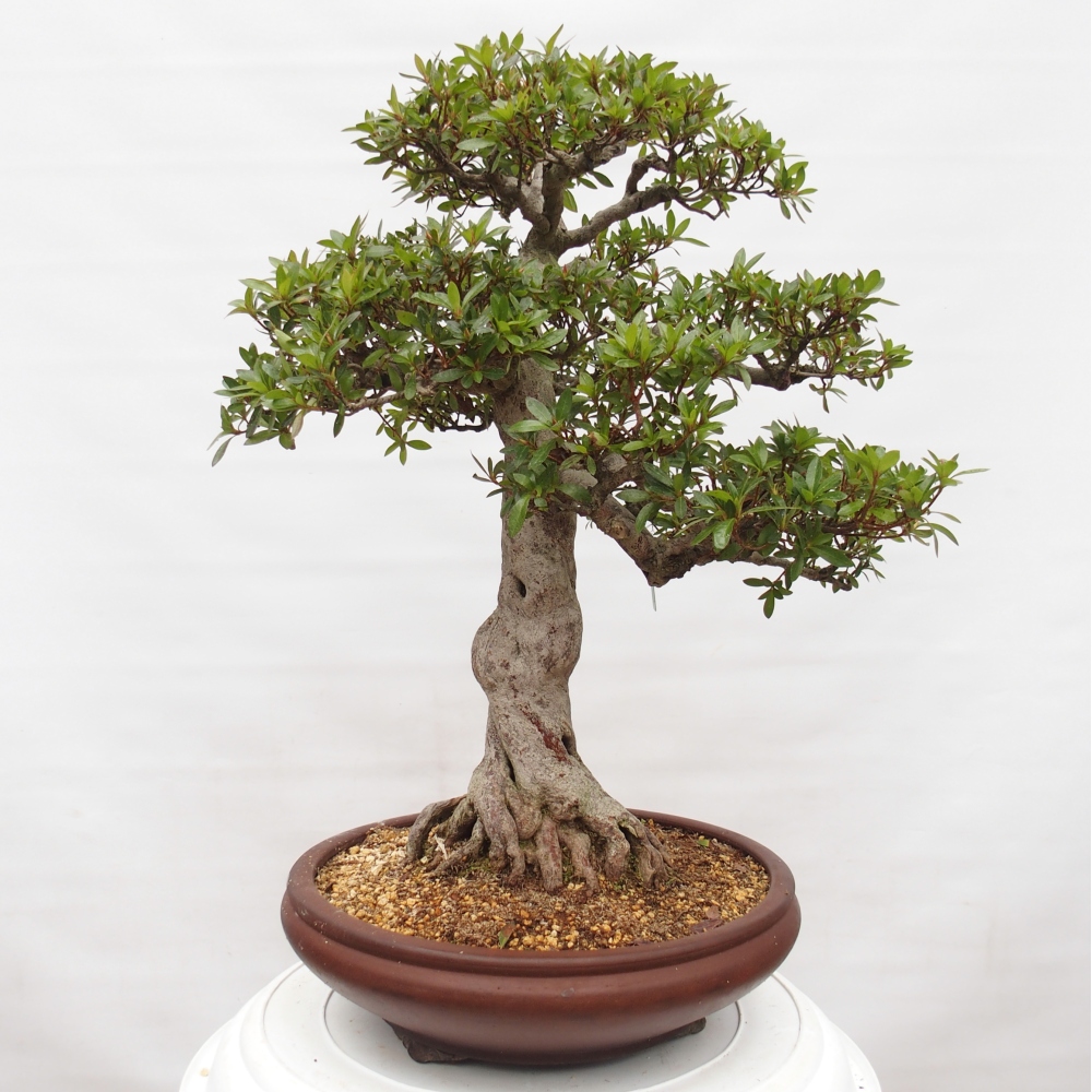 Bonsai für draußen - Japanische Azalee - Azalee Osakazumi
