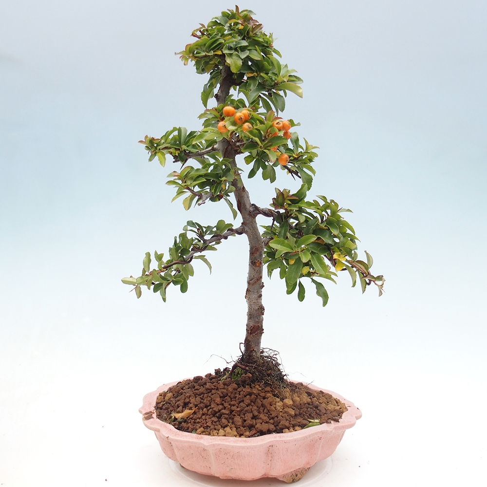 Freiland-Bonsai-Pyracantha Teton -Hlox