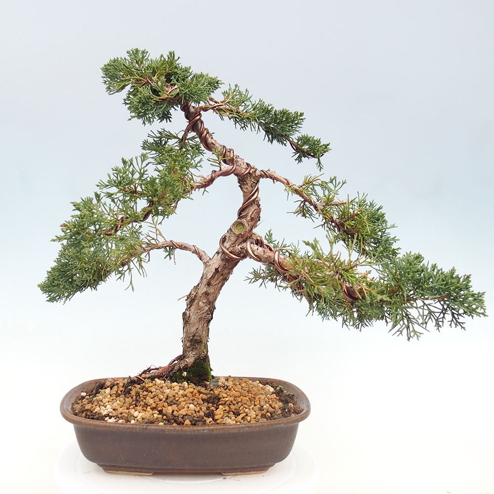 Bonsai für draußen - Juniperus chinensis Kishu