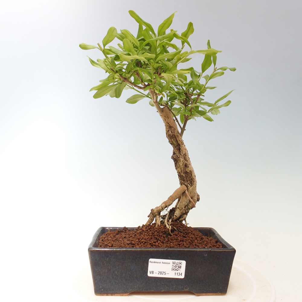 Bonsai für draußen - Prunus spinosa