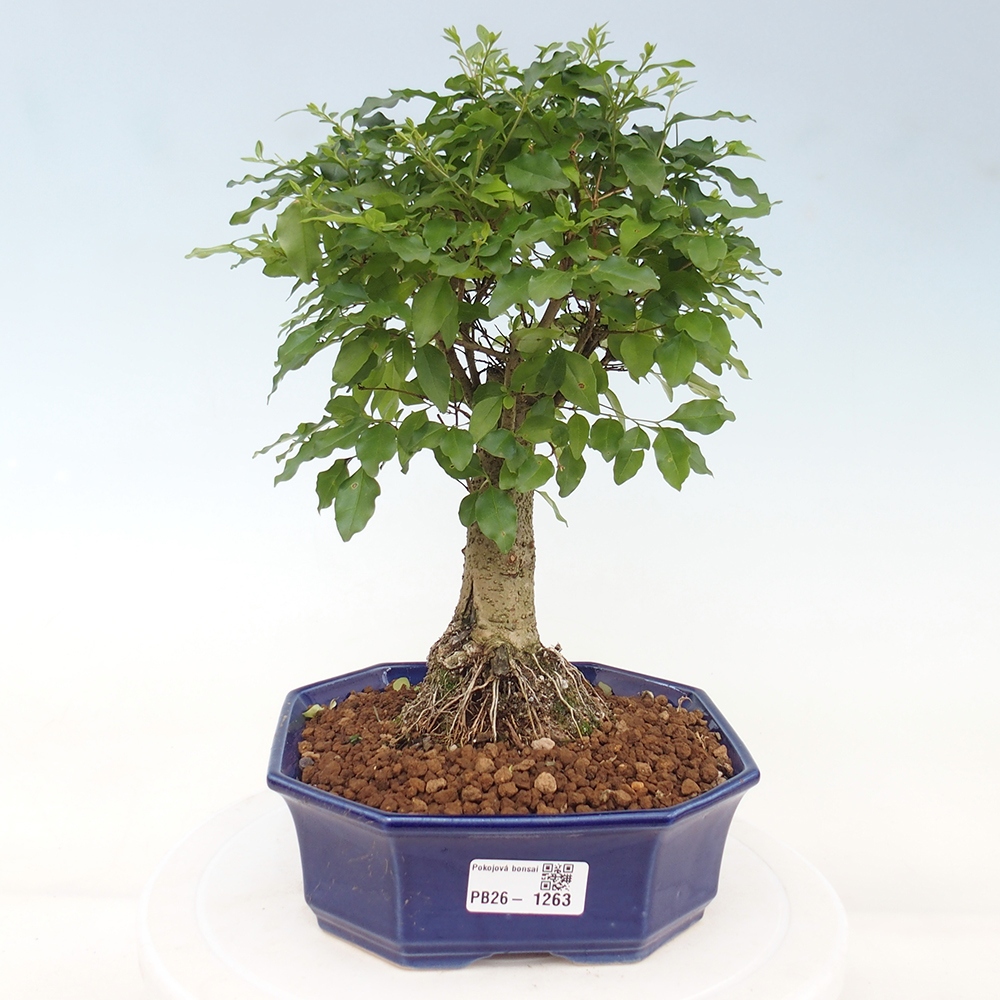 Zimmer Bonsai -Ligustrum chinensis - Vogelschnabel