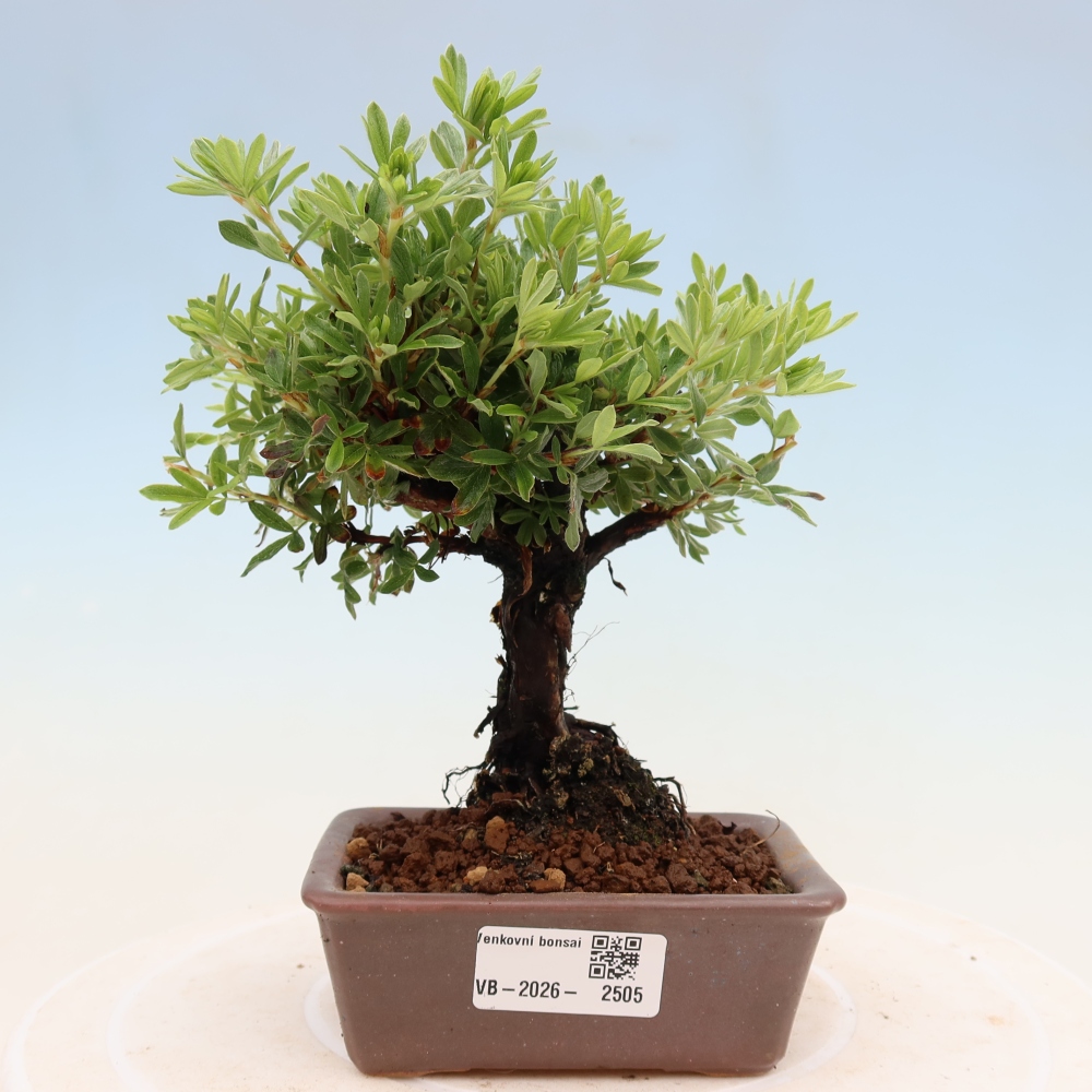 Bonsai für draußen - Potentila fruticosa