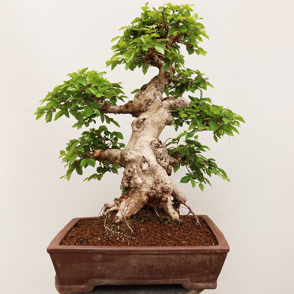 Bonsai für draußen - Karpinus Coreana - Koreanische Hainbuche