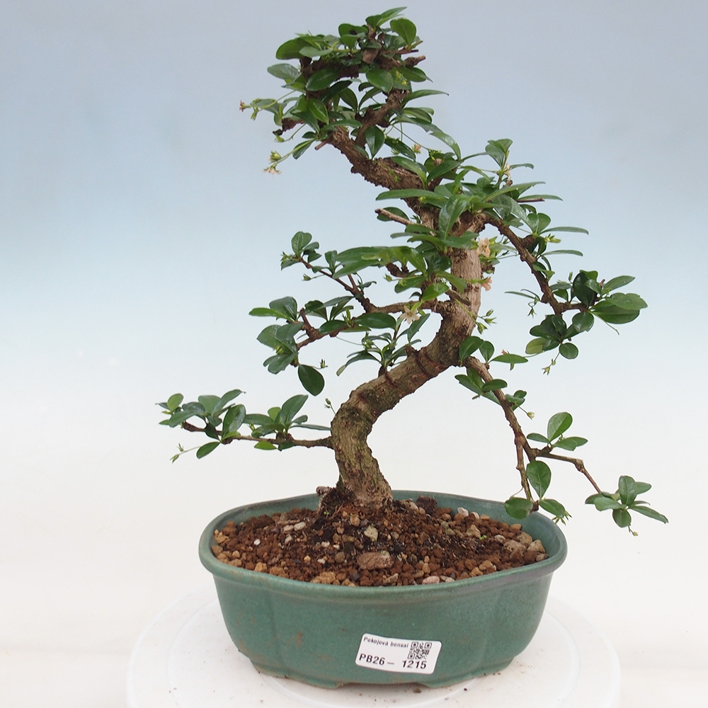 Zimmer-Bonsai - Carmona macrophylla - Tee-Fuki