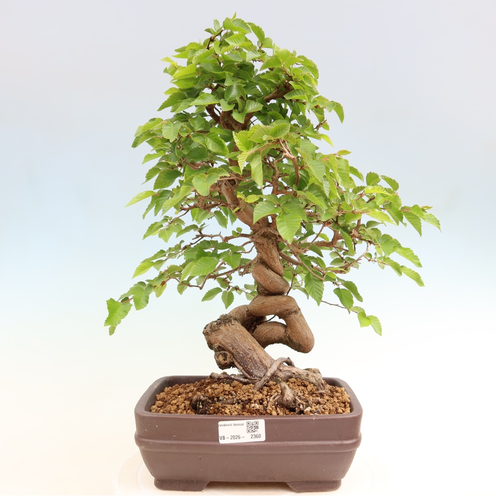 Bonsai für draußen - Karpinus Coreana - Koreanische Hainbuche