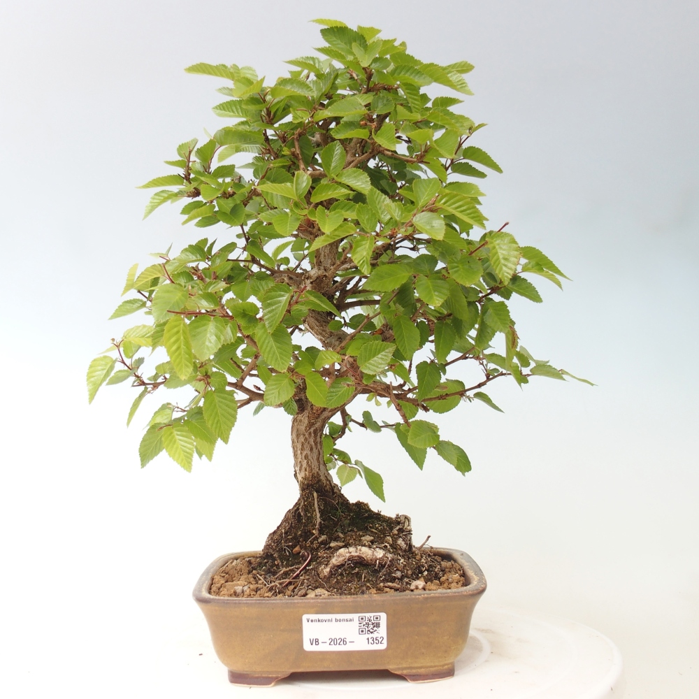 Bonsai für draußen -Carpinus CARPINOIDES - Koreanische Hainbuche