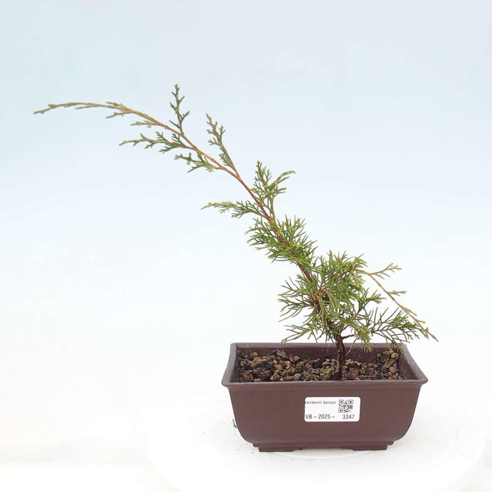Bonsai für draußen - Juniperus chinensis Itoigawa