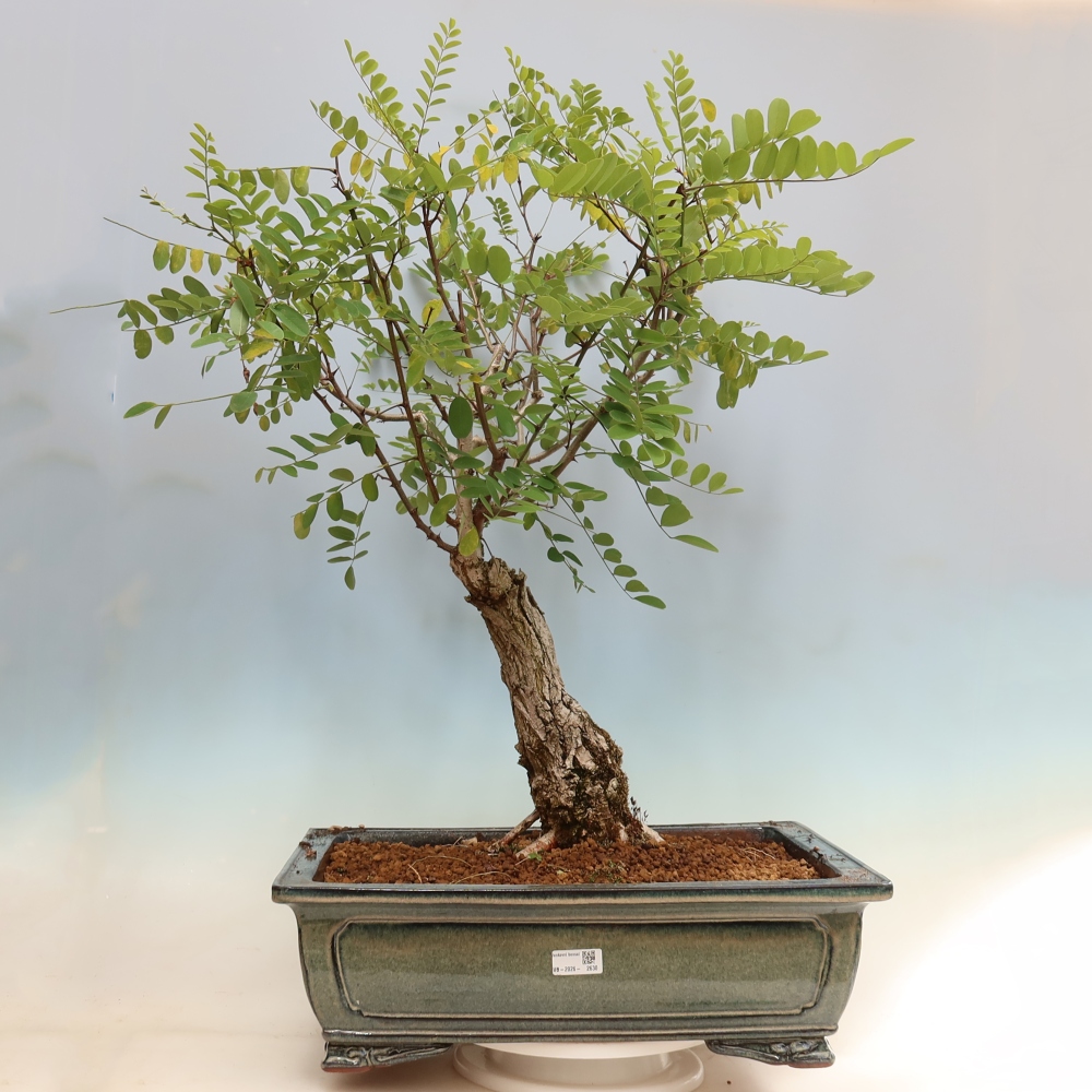 Bonsai für draußen - Dorn-Akazie - Robinia pseudoacacia