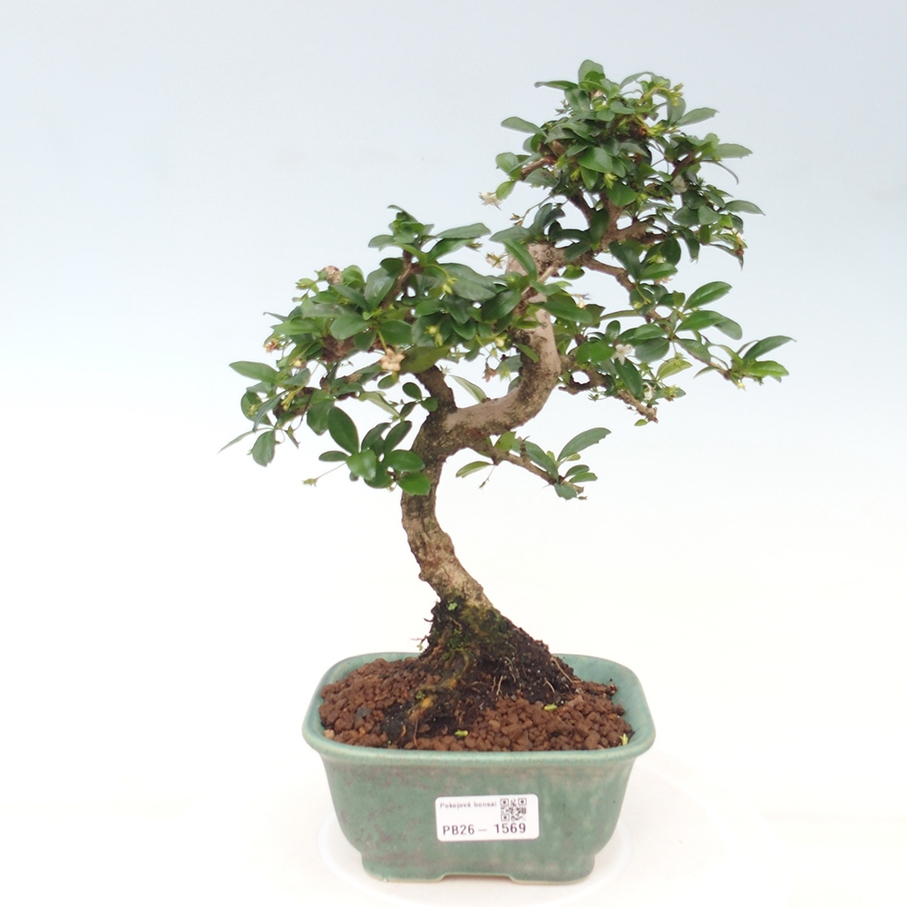 Zimmer-Bonsai - Carmona macrophylla - Tee-Fuki
