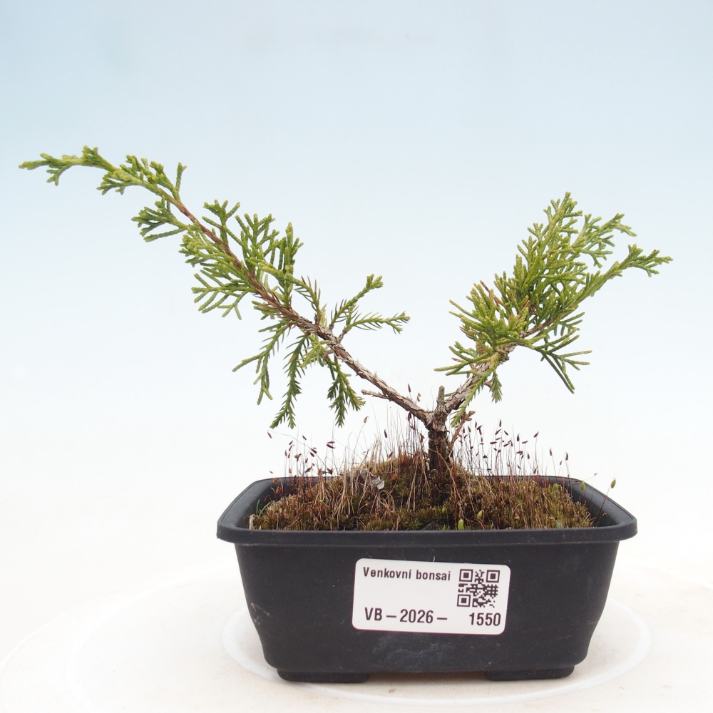 Bonsai für draußen - Juniperus chinensis Itoigawa