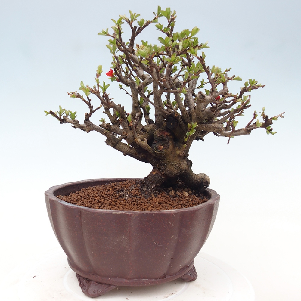 Bonsai für draußen - Chaneomeles speciosa - Quitte
