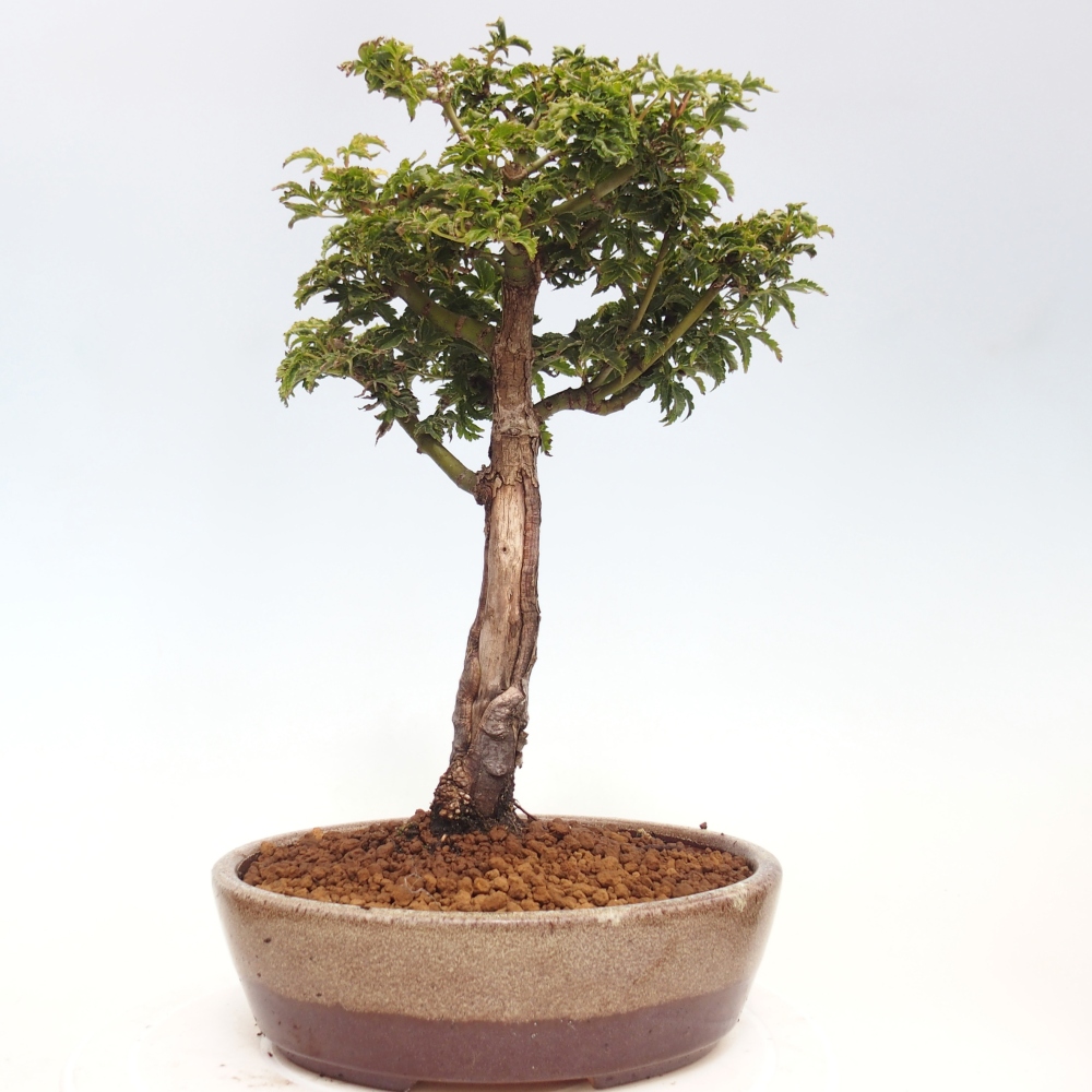 Bonsai für draußen -Javor-Palme Acer palmatum Shishigashira