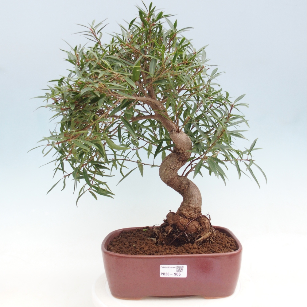 Zimmerbonsai - Ficus nerifolia - Kleinblättriger Ficus