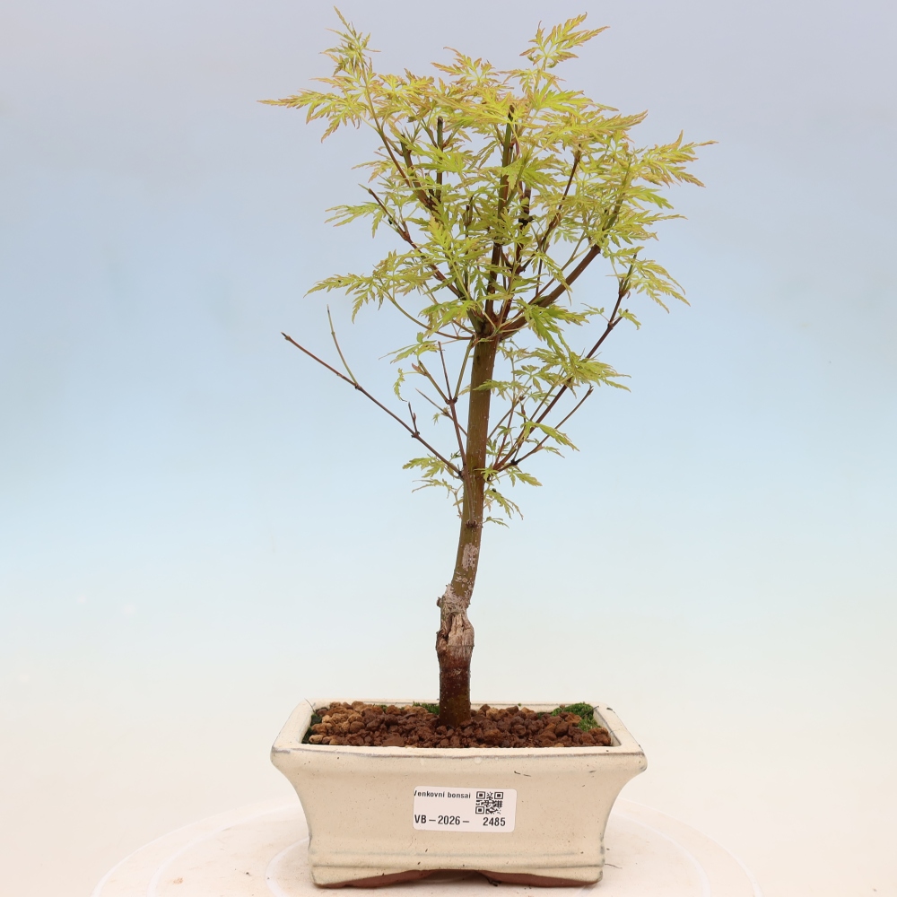 Bonsai für draußen - Acer palmatum Dissectum