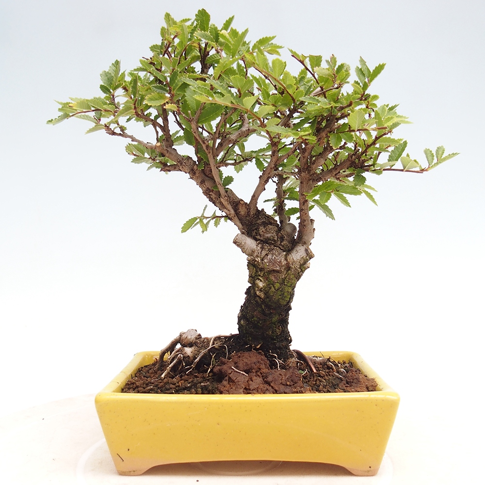 Bonsai für draußen - Zelkova - Zelkova NIRE