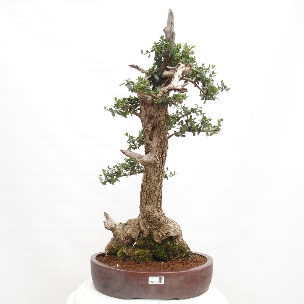 Zimmerbonsai - Olea europaea sylvestris