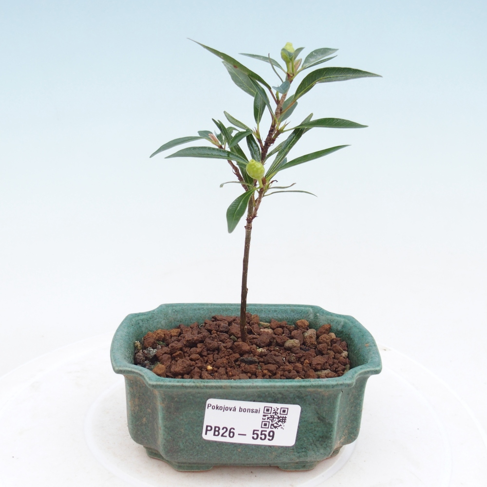 Zimmerbonsai - Ficus nerifolia - Kleinblättriger Ficus
