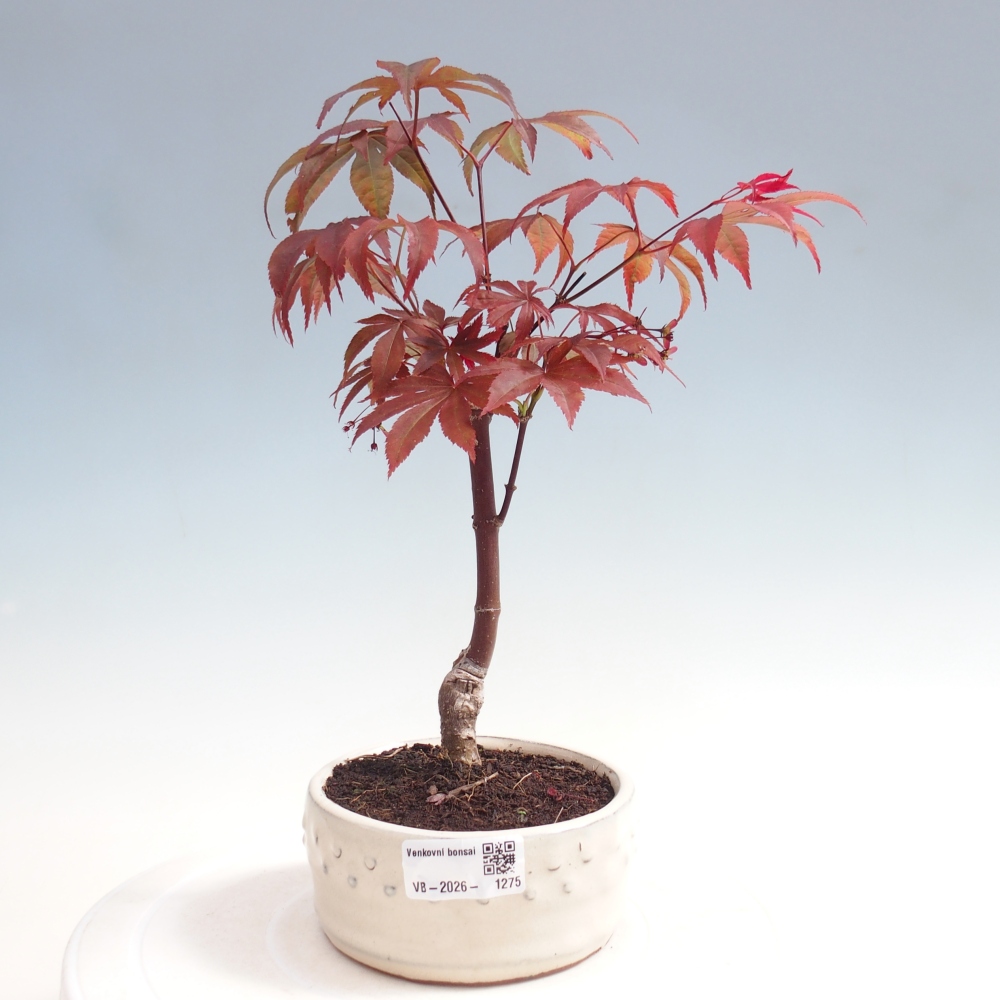 Bonsai für draußen - Acer-Palme. Atropurpureum-Javor palmate