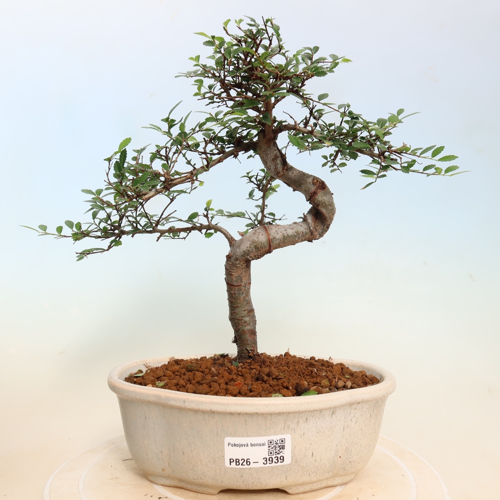Zimmerbonsai - Ulmus parvifolia - Kleinblättrige Ulme