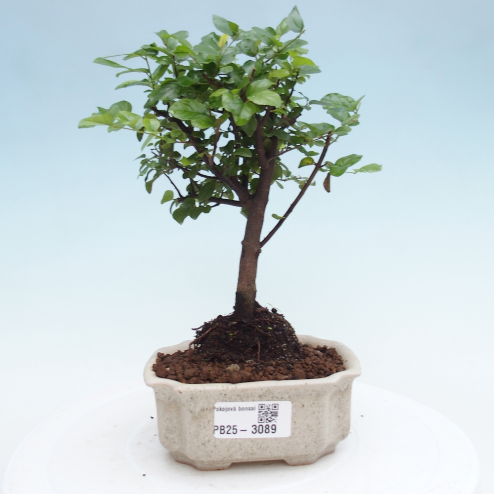 Zimmer Bonsai - Sageretia thea - Sageretia thea
