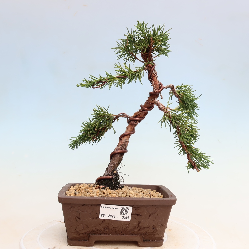 Bonsai für draußen - Juniperus chinensis Kishu