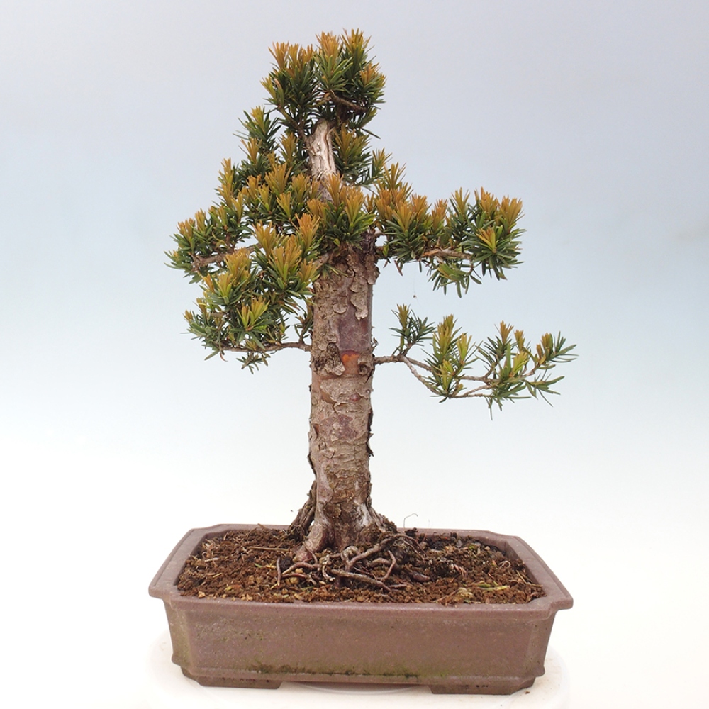 Bonsai für draußen - Taxus cuspidata - Japanische Eibe