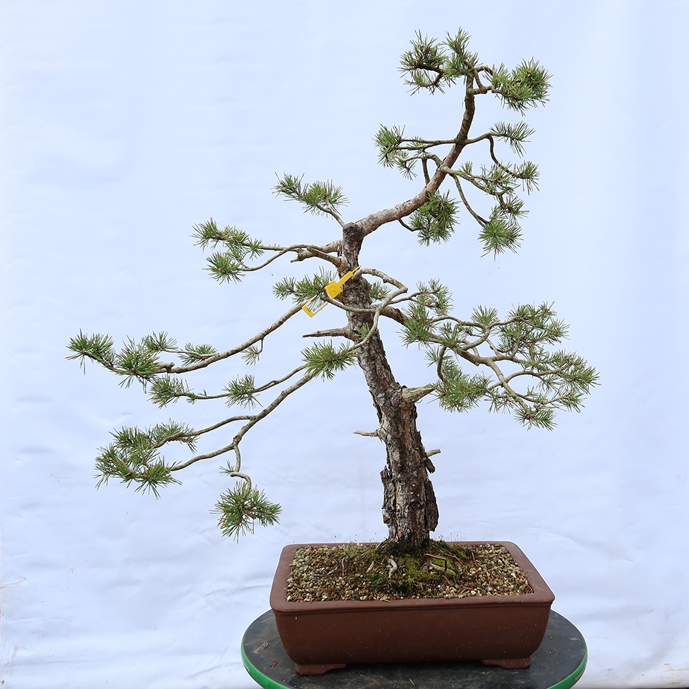 Pinus sylvestris Spanien – Waldkiefer