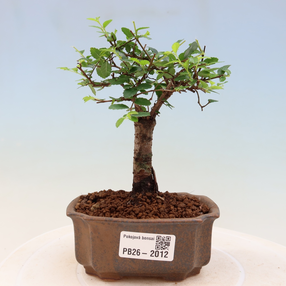 Zimmerbonsai - Ulmus parvifolia - Kleinblättrige Ulme