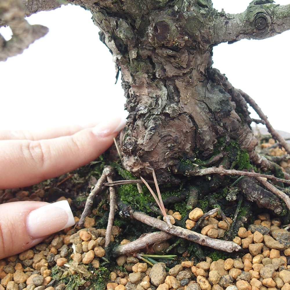 Bonsai für draußen - Pinus thunbergii Kotobuki - Thunberg-Kiefer