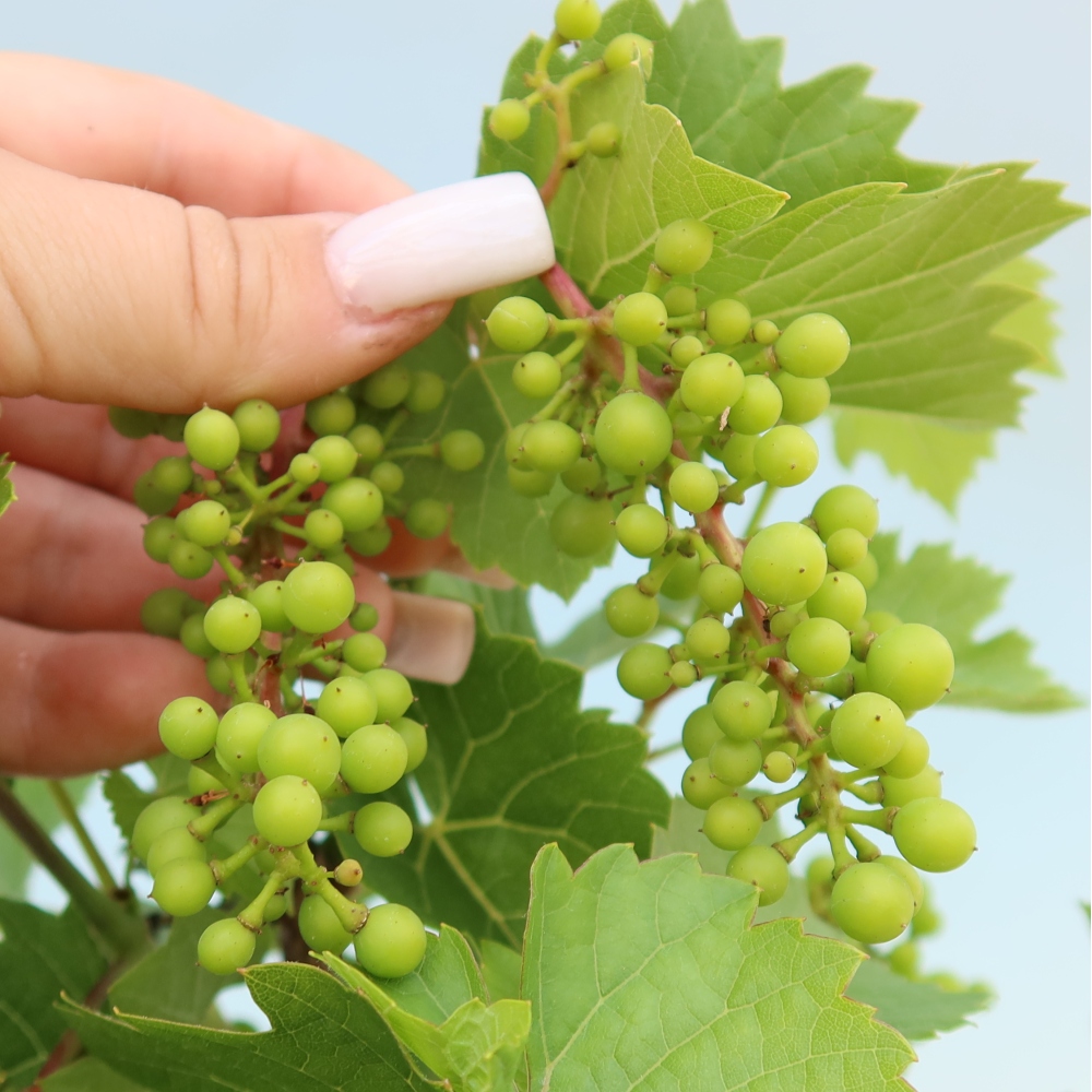 Bonsai im Freien – Weinrebe – Vitis vinifera 