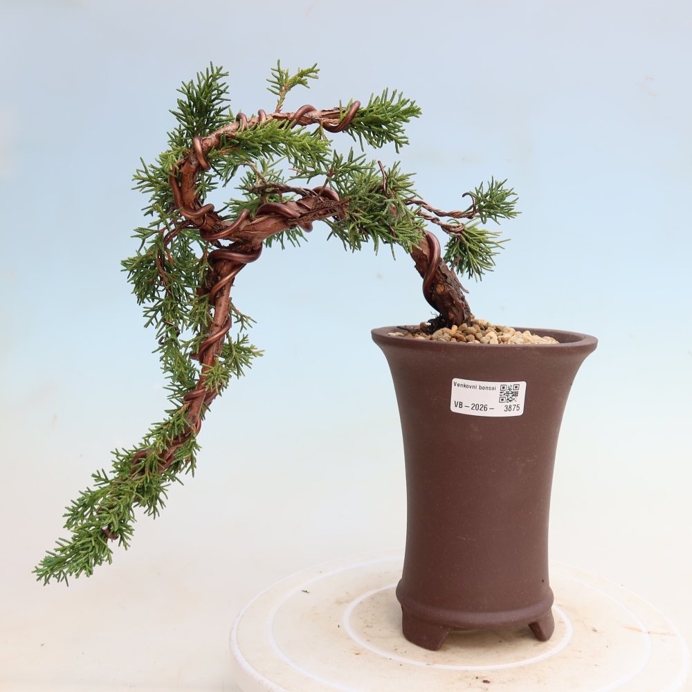 Bonsai für draußen - Juniperus chinensis Kishu