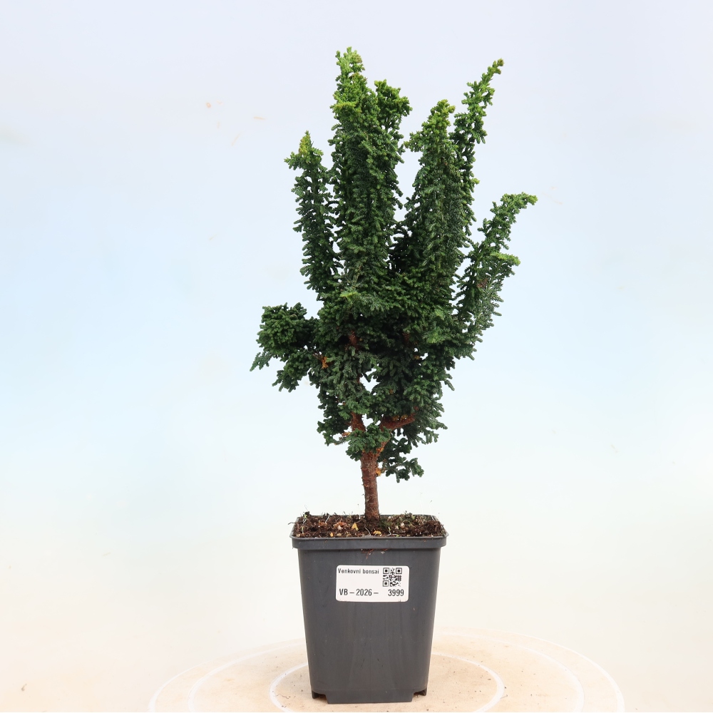 Bonsai für draußen - Cham. obtusa SEKKA HINOKI - Zypresse