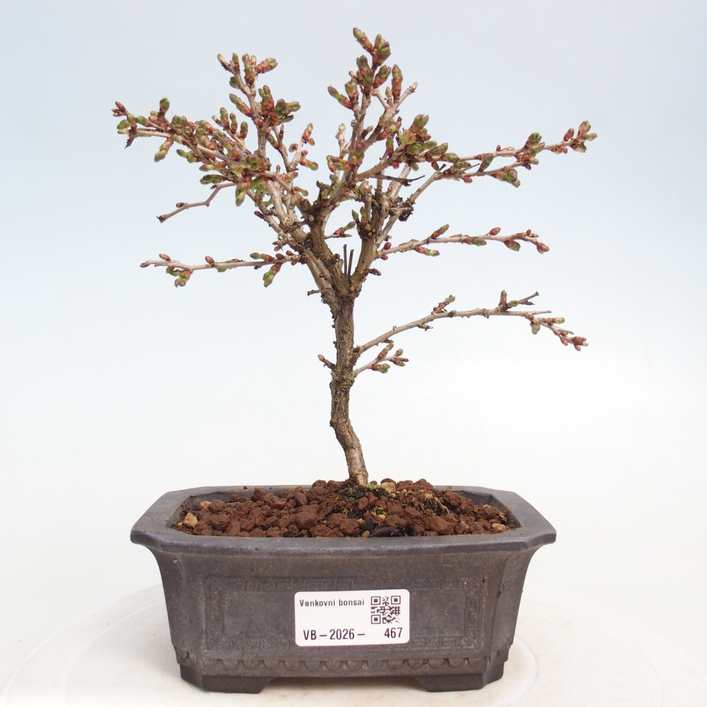 Bonsai für draußen - Prunus incisa Kojou-no mai-Plivon ausgeschnitten