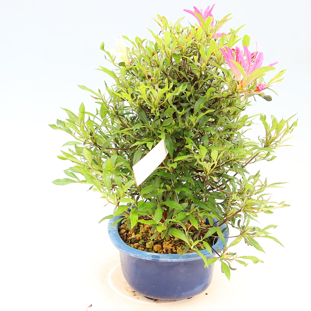 Bonsai für draußen - Japanische Azalee - Azalea Ryusen