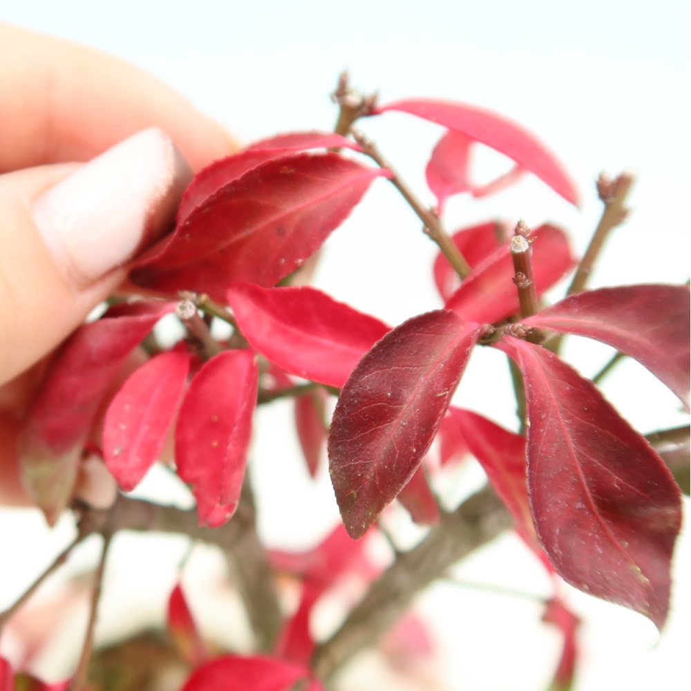 Bonsai für den Außenbereich – Euonymus alatus comactus – Flügel-Spindelstrauch