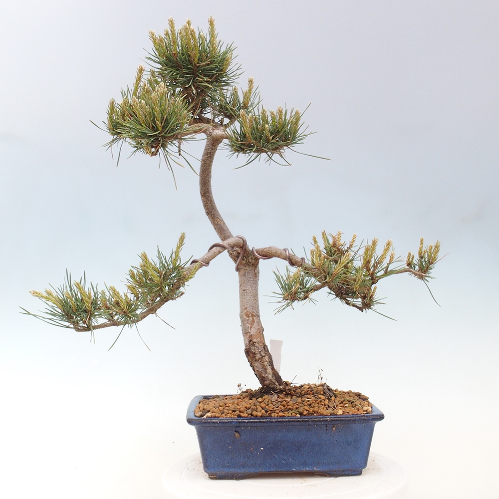 Bonsai für draußen - Pinus Sylvestris Watererri - Waldkiefer