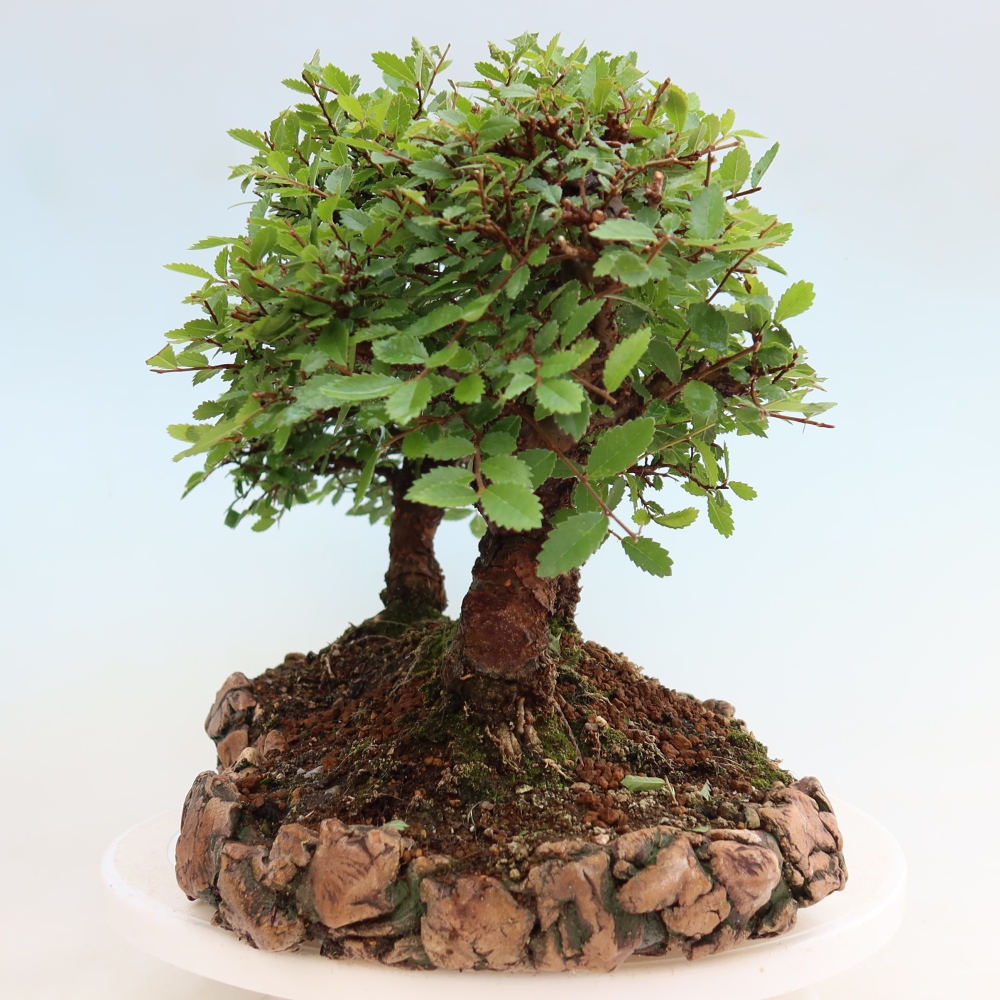 Bonsai für den Außenbereich – Zelkova – Zelkova NIRE – Wäldchen