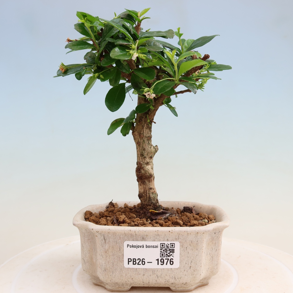 Zimmer-Bonsai - Carmona macrophylla - Tee-Fuki