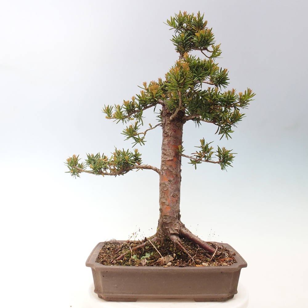 Bonsai für draußen - Taxus cuspidata - Japanische Eibe