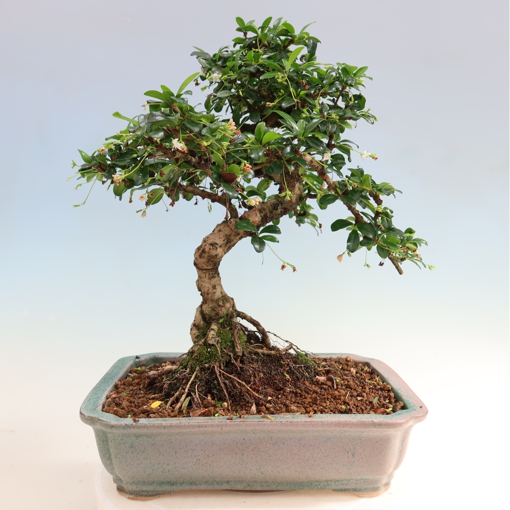 Zimmer-Bonsai - Carmona macrophylla - Tee-Fuki