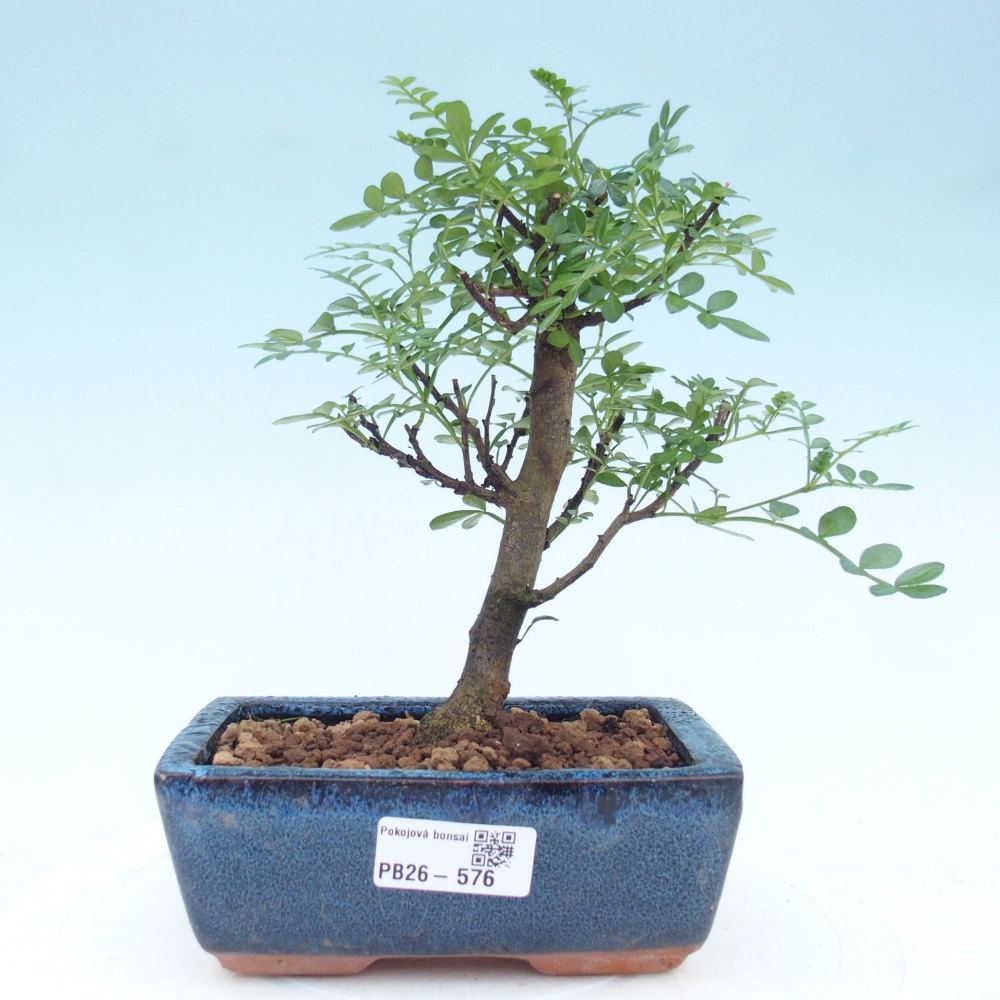 Zimmer Bonsai - Zantoxylum piperitum - Pfefferbaum