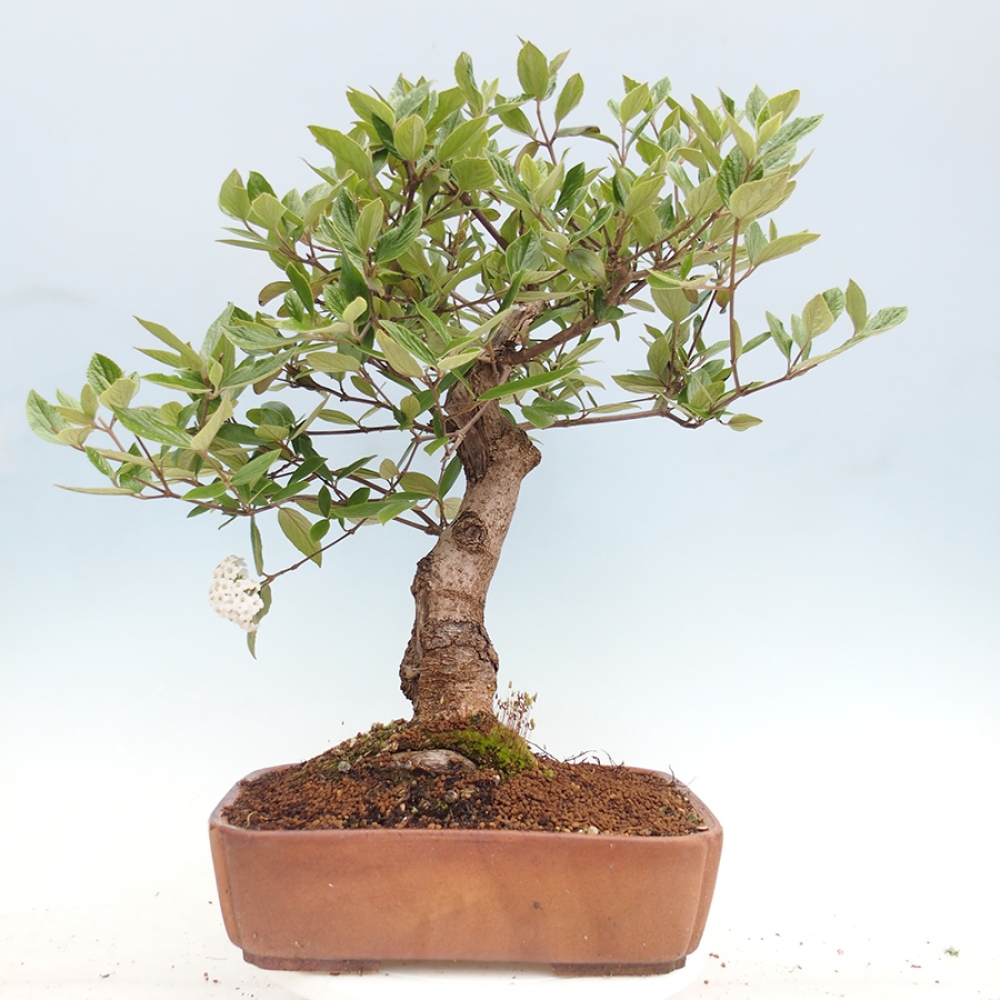 Bonsai für draußen - Kalina Bodnanská - Viburum carlesii hemsi