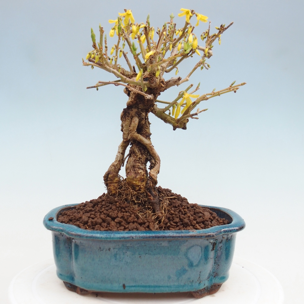 Bonsai für draußen - Zlatice - Forsythia koreana