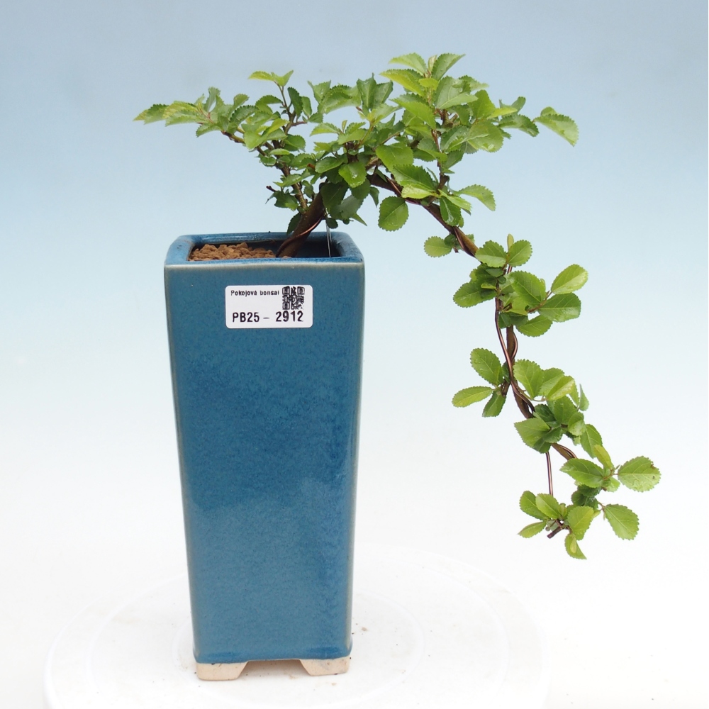 Zimmerbonsai - Grewia occidentalis - Lavendel Seestern